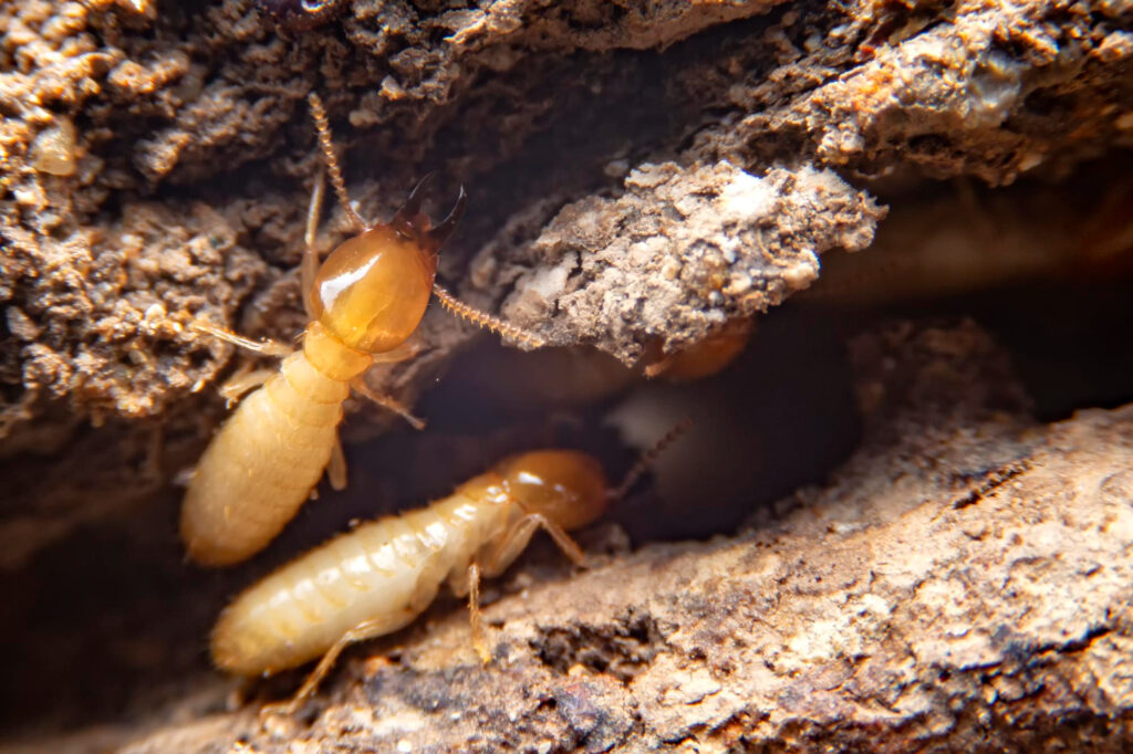Eliminación de plagas de la madera