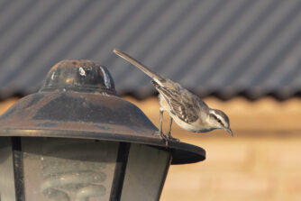 Servicios de control de aves urbanas en Castellón